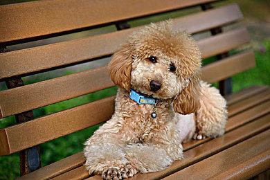 《消逝的光芒》 标准版重新上架 10元入手好评如潮经典丧尸游戏